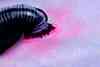 leech