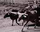 oxen