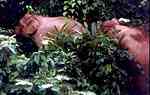 wild elephant