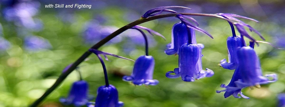 bluebell-w.jpg