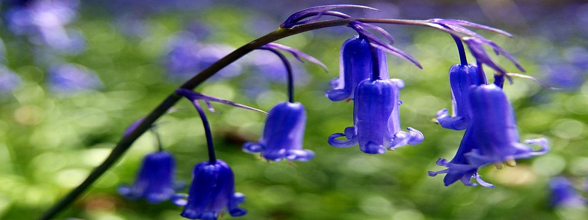 bluebell.jpg